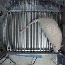Video: The 5-Choice Serial Reaction Time Task: A Task of Attention and Impulse Control for Rodents