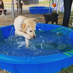 Today was a good day. #popupshowroom #hawkinschevrolet #pupper #swimming #splash #community #danville #theseguysaregood | Hawkins Chevrolet