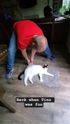 The Carpet Game #dizzy #foryou #tinoforshort #cat #spinosaurus