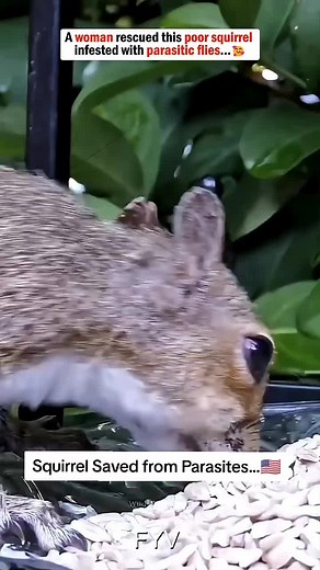 Squirrel Saved from Parasites...🇺🇸 #lovestory #animals #rescue #animalrescue #usa🇺🇸