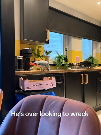 Kelo 🙈🐦 | Kelo the African Grey