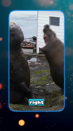 The Rage of an Elephant Seal