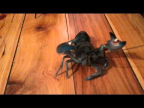 What do yabbies eat?