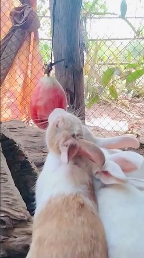 what do rabbits eat in minecraft