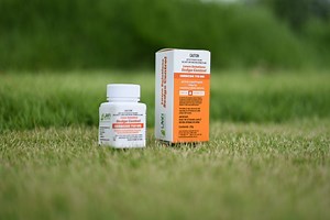 Nutgrass and Mullumbimby Couch | Lawn Solutions Sedge Control