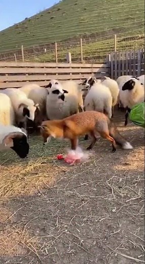 The Fox's 'Activation Code' for a Lively Pasture