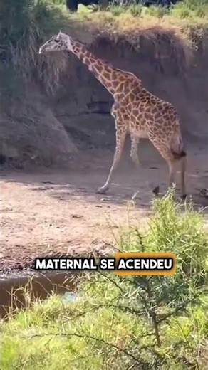 A mãe girafa intervém rapidamente enquanto uma leoa arrasta seu filhote! #shorts