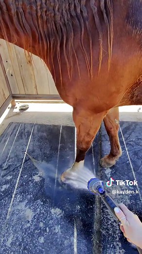 Essential Mane and Tail Care Routine for Horses