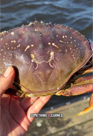 The Fascinating Wolf Crab: Dungeness Crab Insights