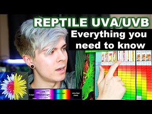 UVA/UVB For Reptiles! Everything You Need to Know & Choosing the Right Bulb