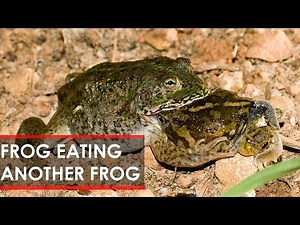 Frog eats frog Unbelievable! - interesting video