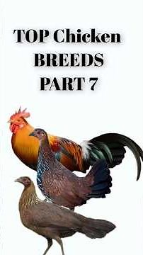 TOP CHICKEN BREEDS PART 7