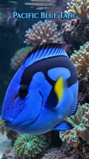 💙 The World's Most Beautiful Blue Tang 🐠✨ #shorts #BlueTang #TropicalFish #ReefFish