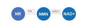 The best NAD  precursor, NMN, NR, NA or Trp? - Uthever®︎