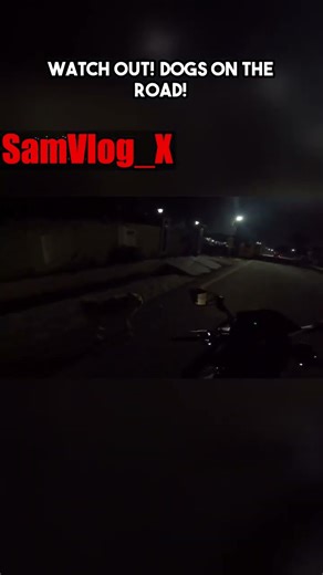 Watch Out! Dogs on the Road — Dogesh Bhai Verifying Locals! 🐶🚦