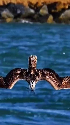 A B C View trên TikTok