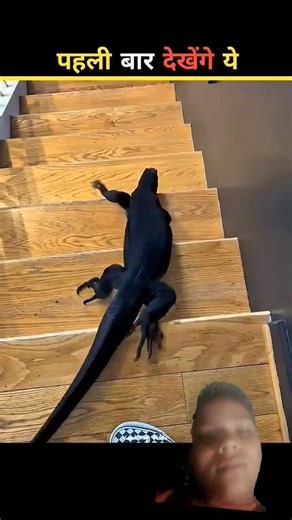 How Do Pet Lizards Lay Eggs 😱