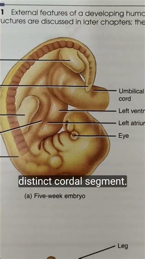 #Embryo #five weeks #organs #Fetal growth & development