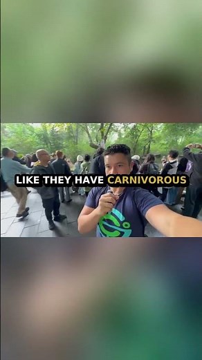 Pandas: Adorable Bears with Carnivorous Teeth... What Happens Next?