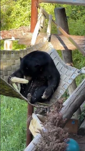 Bear eats on corn on the cobb at Oakland Zoo