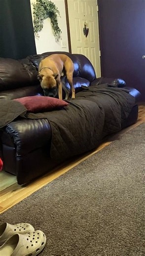 Boxer Gets Comfy for Naptime