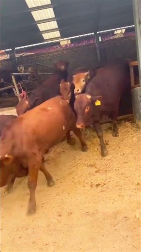 Beef Cattle Farm | Improved Luxi Yellow Calves for High-Quality Farming #cow
