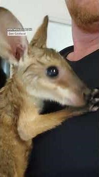 That poor baby was all alone 😢🦘