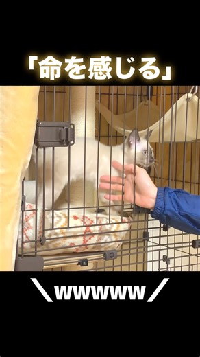 子猫の尊さに驚愕する飼い主たち。
