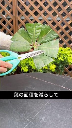 You can propagate it with just one leaf. You're missing out if you don't know this!