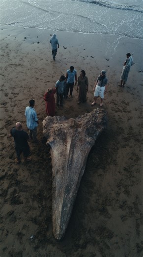 OMG! That's the biggest tooth I’ve ever seen! 😳 Gigantic Ancient Shark Tooth Found on Goa Beach #goabeach #megalodon #sharktooth | Most Amazing Top 10