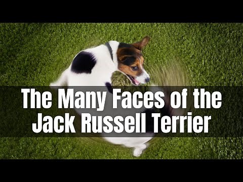 The Many Faces of the Jack Russell Terrier: Exploring Coat Types and Colors