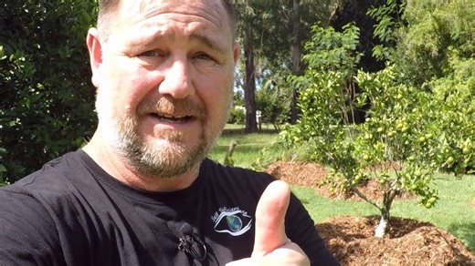 Wood chip mulch myth busted! See my super-productive fruit trees 🌳🍊