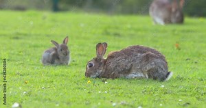 Cute tiny bunny rabbit scratching ear while mother eats grass slow motion