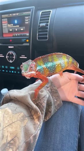 Valentine's Day Gift: Panther Chameleon from Michigan Reptile Expo