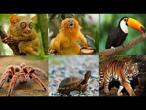 Trail of 'T': 10 Terrific Animals - Kids’ Alphabet Exploration
