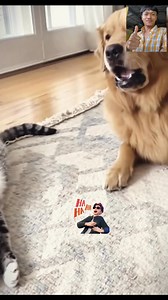 The cat bit the dog's head and pretended to be asleep. 😅😅😅 | 100M