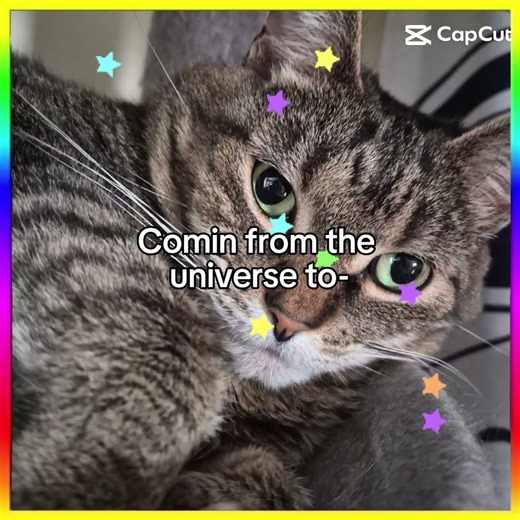 my cats are alien-y #cat #capcut #cute