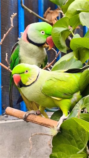 Parrot Talking voice nature sound effect with birds #talkingparot #nightparrot #kingparrot #yt