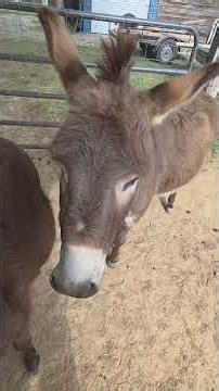 Donkeys doing donkey stuff. Who is Shazzy Paz?