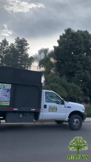 🌳✂️ Tree Removal in Action! ✂️🌳 Today, Miley’s Tree Service safely removed a large Chinese Elm that had become hazardous due to decay and overgrowth. These fast-growing trees can quickly get out of hand, but our team handled it with precision and care. 💪 Whether it’s for safety, space, or curb appeal — we’ve got your back (and your yard)! 📍 Local, reliable, fully insured. 📞 Call today for a free estimate! #TreeRemoval #ChineseElm #TreeService #Arborist #MileysTreeService #SafeTreeRemoval #B