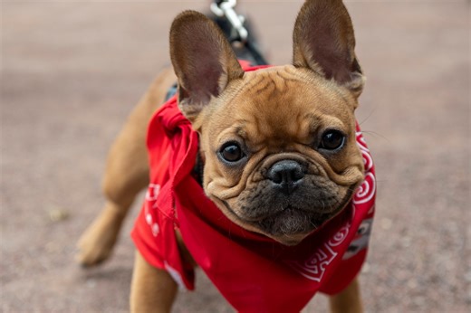 This Boston cafe wanted to give your dog a treat. City’s health inspection says no