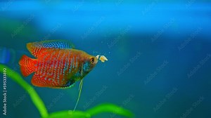 Dwarf Gourami, Colisa lalia, small, brightly colored freshwater fish. Peaceful small community fish. Live in heated aquarium. Anabantoids, breathe air with a labyrinth organ. Tropical fish home hobby