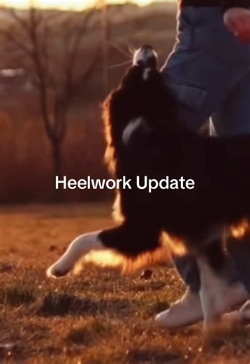 Which heeling position do you prefer? #trainingsprogress#heelwork#obedience#bordercollie#viral