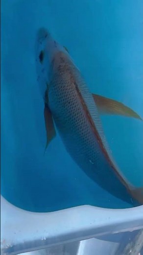 シブダイ（フエダイ）釣り、今シーズン絶好調。釣ったらお持ち込みください。必ず活締め血抜きしましょう。高級魚で釣り人以外、口にすることがないレアメタルよりはるかに希少価値が高い魚。