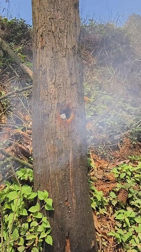 4.1K views | Tree fun Experiment 勞 . . . . #fun #experiment #funny | The Explosive Guru | Facebook