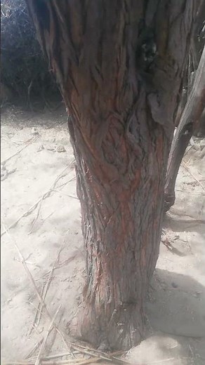 Most important trees in the desert. |real life in desert#desertlife#desertplants
