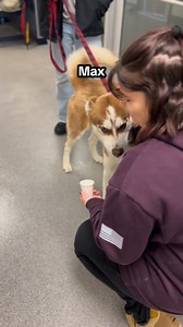 This week Classie Canines returned to the APCSM with Thanksgiving Pup Cups (pumpkin whipped cream!) for some very deserving pups. 🧡🐶🍂 A huge thank-you to Cyra for welcoming us in and giving us the time and space to love on the animals at the shelter. Every dog featured is currently available for adoption. Each with their own personality, story, and so much love to give. If you’re thinking about adding a furry friend to your home, this is your sign. Adoption Contact Info: Animal Protection Cen