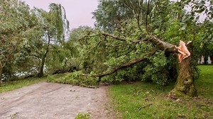 Remarkable Handyman and Hauling, tree removal services San Diego CA