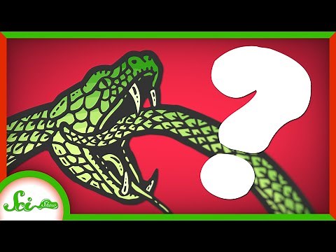 What Happens When a Venomous Snake Bites Itself?