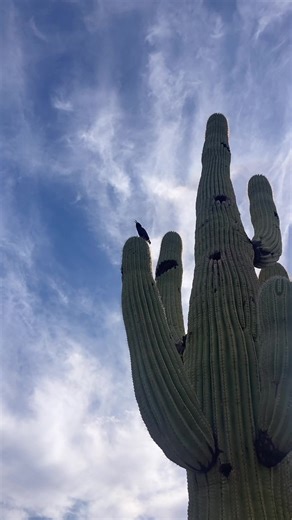Exploring the Iconic Saguaro Cactus in Arizona